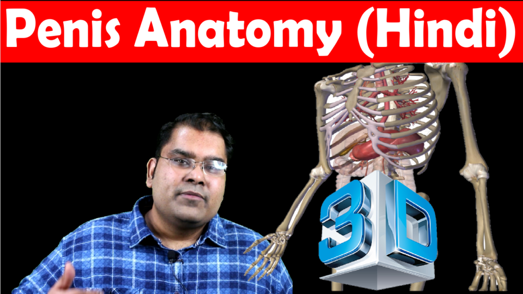 Penile Anatomy (3D) in Hindi | Video 1 of Anatomy Series
